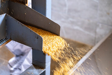 After sesame seeds are harvested, they are first roasted. Then, sesame oil and tahini are extracted using a machine with water. 
