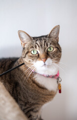 Beautiful specimen of European breed female cat