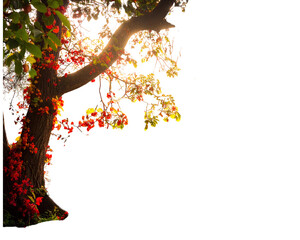  Firefly_tree, foliage, nature, botanical, plant, forest, landscape, leaf, greenery, outdoor,