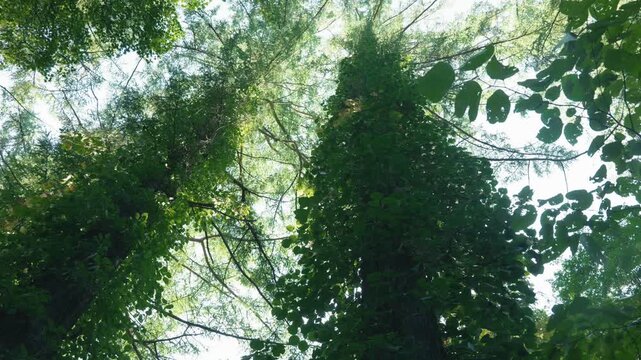 大木のカラマツに絡みつくツルアジサイ