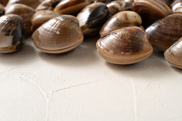 Raw fresh clams seafood in a sieve on white table background.
