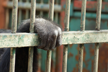 Close-up of a primate’s hand gripping rusty metal bars inside a cage, symbolizing captivity, loneliness, and loss of freedom. The aged metal and rough textures emphasize sadness and neglect in a confi
