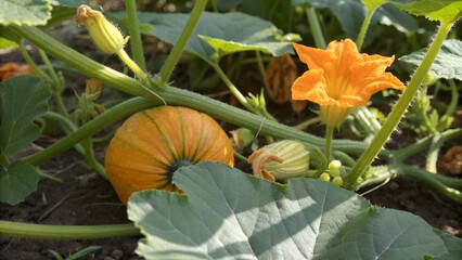 Young pumpkin growing on the vine with a flower