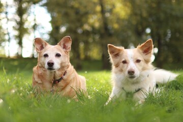 A pack of crossbreed dogs is together in a meadow