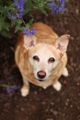 the old fat dog is in the garden