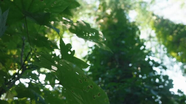 大木のカラマツに絡みつくツルアジサイ