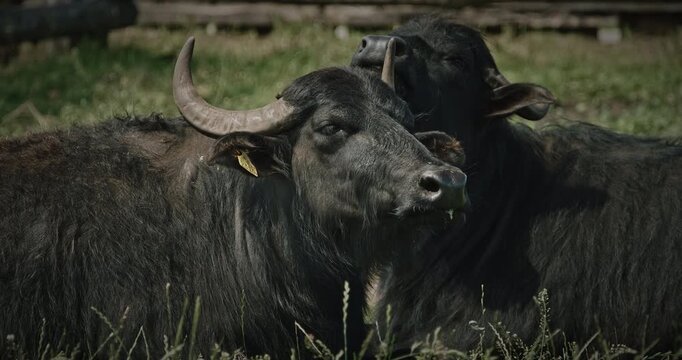 Two Black Water Buffalos Resting Peacefully in a Serene Green Field