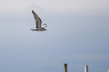 seagull in flight