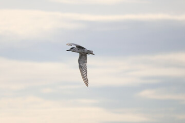 seagull in flight