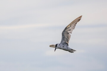 seagull in flight