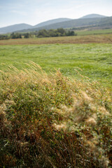 Summer Meadow with Tall Grass and Blurred Distant Mountains under Clear Blue Sky in Countryside Nature Landscape of Central Europe
