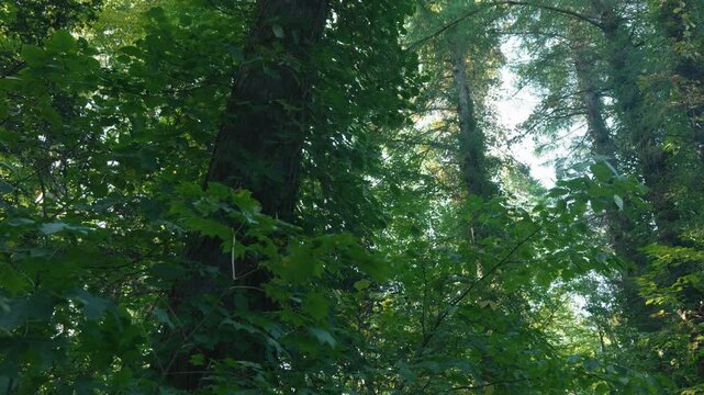 大木のカラマツに絡みつくツルアジサイ