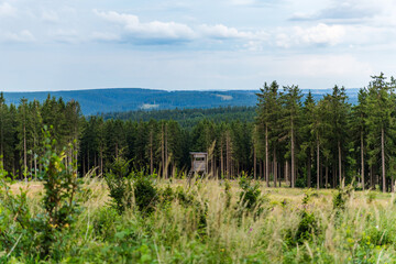 Meadow with Young Trees and Hunting Blind Surrounded by Spruce Forest in the Thuringian Forest
