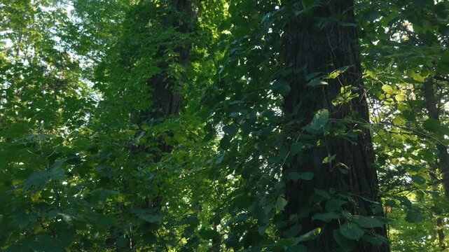 大木のカラマツに絡みつくツルアジサイ