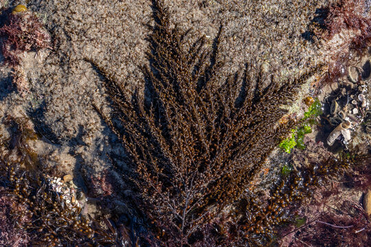 Sargassum muticum, Japanese wireweed or japweed, is a large brown seaweed of the genus Sargassum. Malibu Lagoon State Beach, Los Angeles County, California.