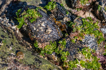 The California mussel (Mytilus californianus) is a large edible mussel, a marine bivalve mollusk in the family Mytilidae. Malibu Lagoon State Beach, Los Angeles County, California. intertidal zone