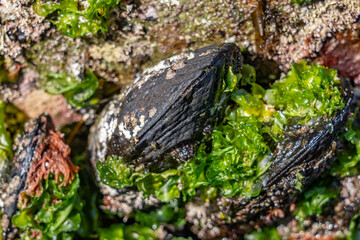 The California mussel (Mytilus californianus) is a large edible mussel, a marine bivalve mollusk in the family Mytilidae. Malibu Lagoon State Beach, Los Angeles County, California. intertidal zone