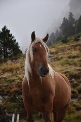 Obraz premium Cheval sauvage