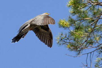 Common Cuckoo