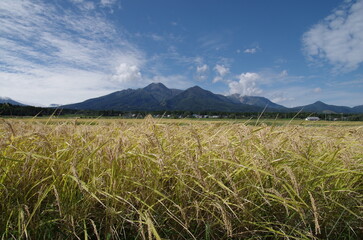 日本の秋　妙高山と稲田