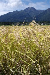 実った稲穂　妙高山をバックに