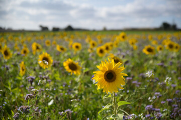 Fototapeta premium Magnifique champ de Tournesols et Phacélies - Bretagne France