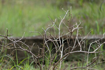 An abstract, sculptural image of a dead, dry bush with tangled, brittle branches, representing the concept of decay or winter.
