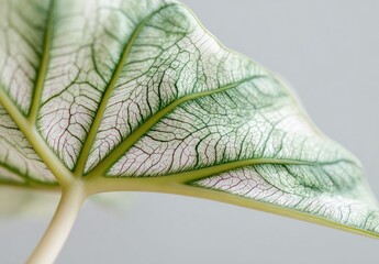 Close-up of a variegated plant leaf, showcasing intricate veins