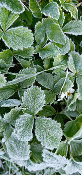 Strawberry leaves are covered with frost in the early morning of autumn. It can be used as a wallpaper or a screensaver for a mobile phone.