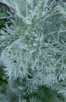 The carved branches of wormwood are covered with frost in early autumn.