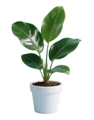 Green Banana Leaf Plant in White Pot, Glossy Cutout with Transparent Background, Minimalist Graphic for Web Design