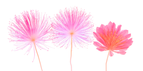 Ephemeral Bloom: Delicate pink floral artistry, a captivating composition of stylized blossoms in soft hues, inviting contemplation of nature's beauty.