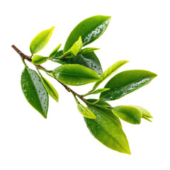A vibrant green tea branch, wet with fresh water droplets, showcasing lush leaves and new shoots on a dark transparent background. background removed