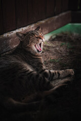 Naklejka premium yawning cat