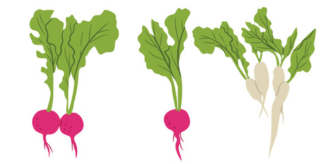 Radish Root Vegetable Set Flat Vector Illustration