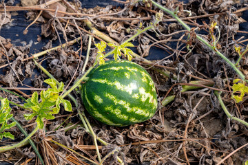 The watermelon (Citrullus lanatus) is a species of flowering plant in the family Cucurbitaceae, that has a large, edible fruit. It is a scrambling and trailing vine-like plant, and is widely cultivate