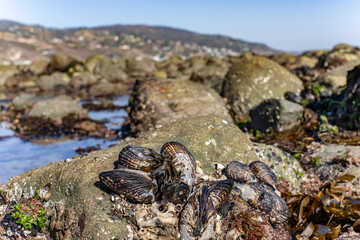The California mussel (Mytilus californianus) is a large edible mussel, a marine bivalve mollusk in the family Mytilidae. Malibu Lagoon State Beach, Los Angeles County, California. intertidal zone