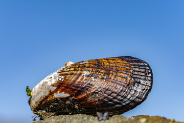 The California mussel (Mytilus californianus) is a large edible mussel, a marine bivalve mollusk in the family Mytilidae. Malibu Lagoon State Beach, Los Angeles County, California. intertidal zone