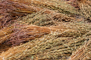 Manavgat, Turkey, Sesame plant and  Seeds drying at harvest time in Turkey. The sesame seeds are used in many food products from daily breads to sweet desserts.
