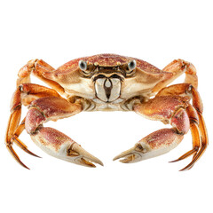 A vibrant, reddish-brown crab with intricate markings on its shell, facing forward, showcasing its claws against a solid transparent background. background removed