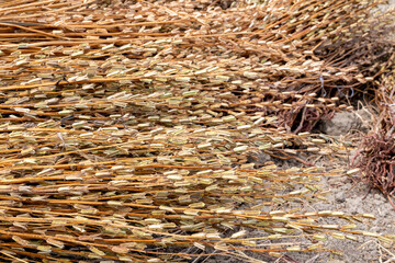 Manavgat, Turkey, Sesame plant and  Seeds drying at harvest time in Turkey. The sesame seeds are used in many food products from daily breads to sweet desserts.