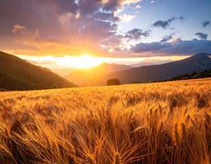 Wheat field sunset with sunburst over mountains
