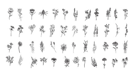 Meadow Flowers in Art Ink Style vector © Murtza