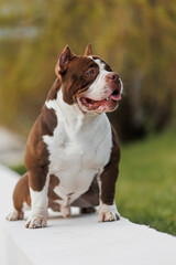 Obraz premium dog american bullies in the grass. in the park in spring