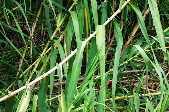 Arundo donax is a tall perennial cane. It is one of several so-called reed species. It has several common names including giant cane, elephant grass, carrizo, arundo, Spanish cane, Colorado river reed