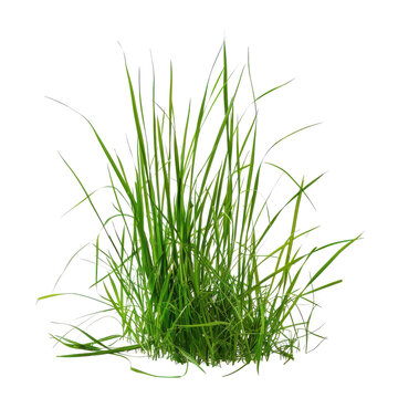 Green grass clump with long blades isolated on Transparent Background