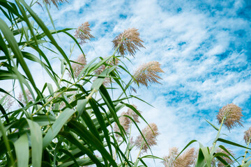 Arundo donax is a tall perennial cane. It is one of several so-called reed species. It has several common names including giant cane, elephant grass, carrizo, arundo, Spanish cane, Colorado river reed