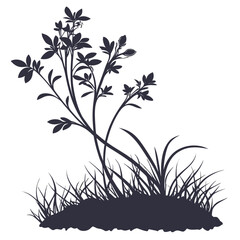 alfalfa sprout plant on white background 