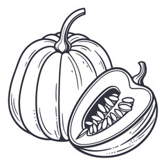 acorn squash vector