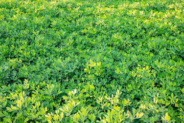 Arachis is a genus of about 70 species of annual and perennial flowering plants in the family, native to South America, and was recently assigned to the informal monophyletic Pterocarpus clade of the 